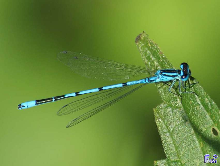 Coenagrion puella - azúrkék légivadász