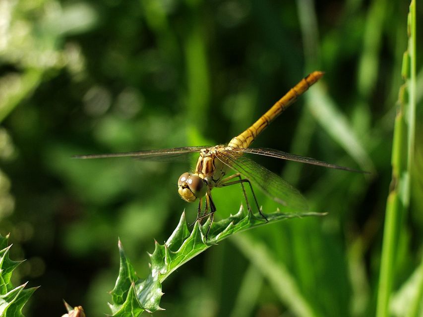 Sympetrum meridionale - fakó katona-szitakötő