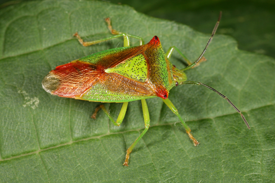 Acanthosoma haemorrhoidale - nagy dajkapoloska Acanthosoma haemorrhoidale - nagy dajkapoloska