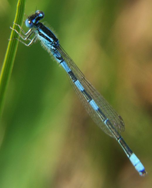 Coenagrion scitulum - mediterrán légivadász