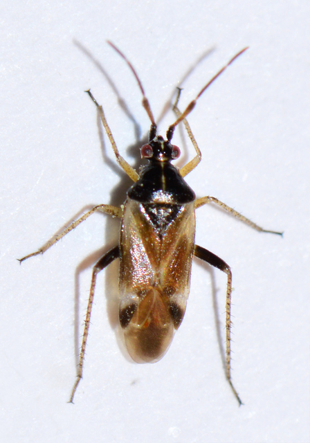 Harpocera thoracica - sarlóscsápú mezeipoloska