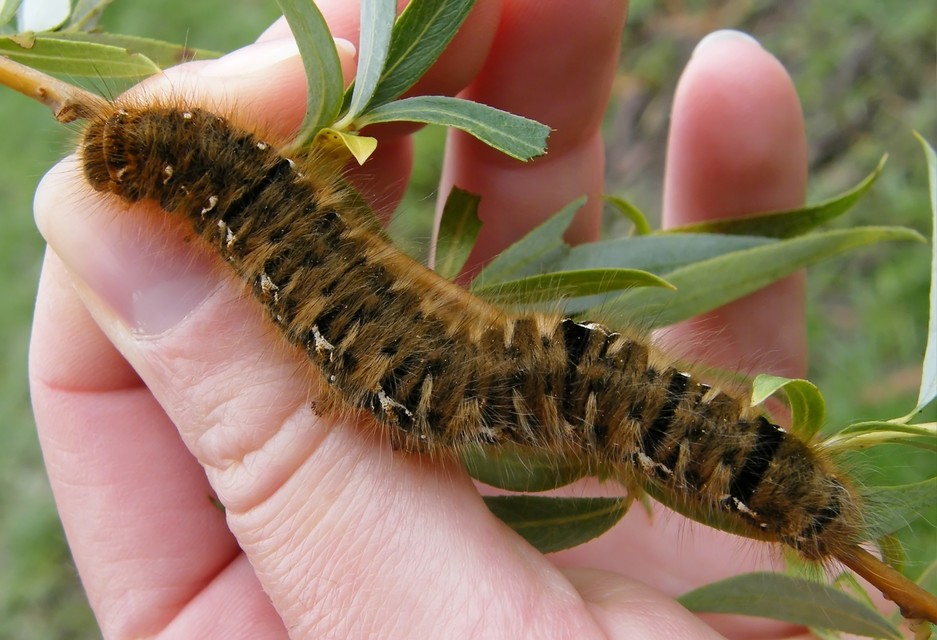 Lasiocampa quercus - tölgyfaszövő