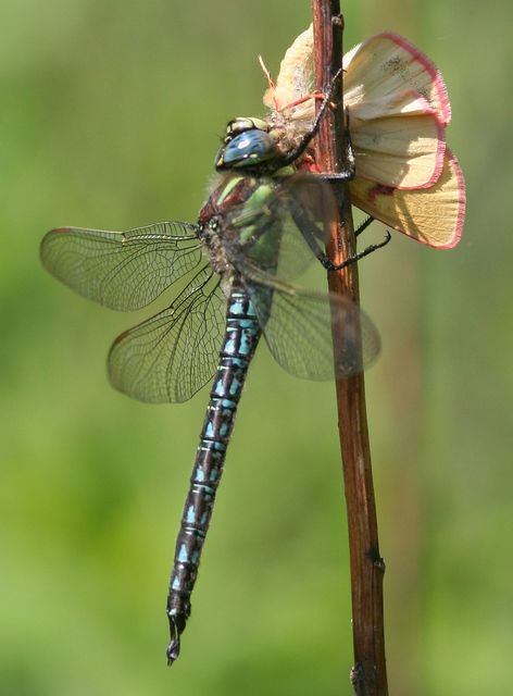 Brachytron pratense - szőrös karcsúacsa
