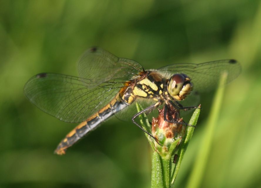 Sympetrum danae - fekete katona-szitakötő