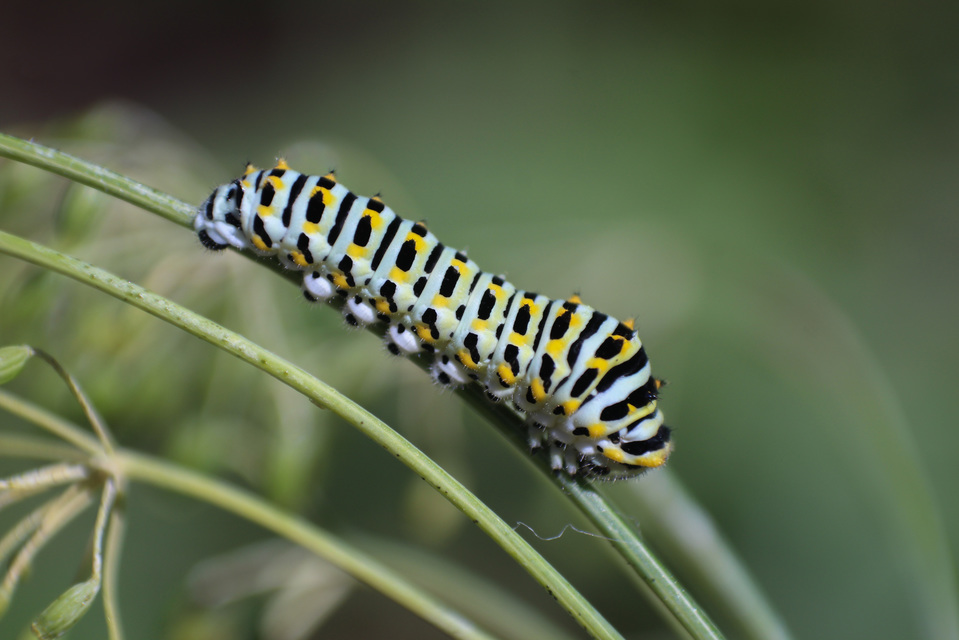 Papilio machaon - fecskefarkú lepke