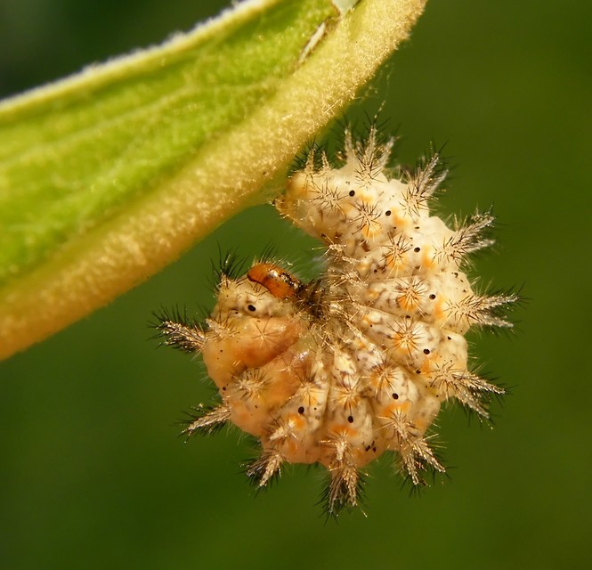 Melitaea trivia - kis tarkalepke
