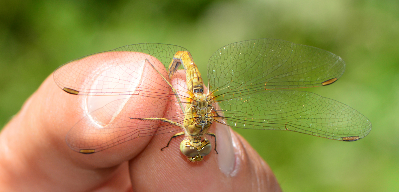 Sympetrum meridionale - fakó katona-szitakötő