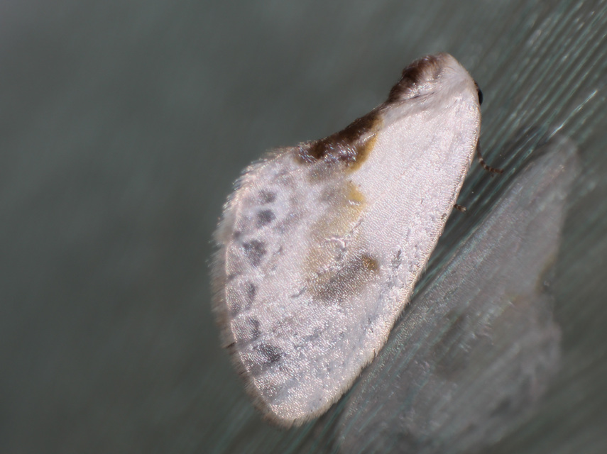 Cilix glaucata - törpe sarlósszövő