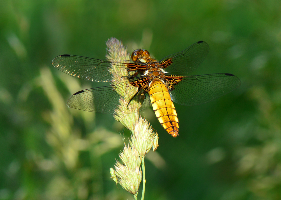 Libellula depressa - széles laposacsa