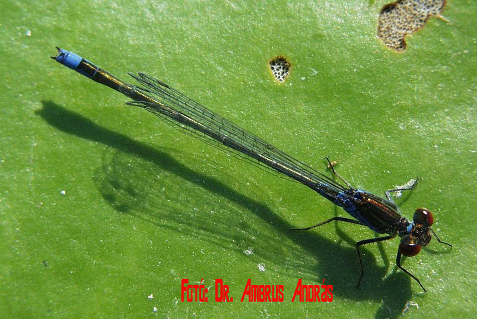 Erythromma viridulum - kis pirosszemű-légivadász Erythromma viridulum - kis pirosszemű-légivadász