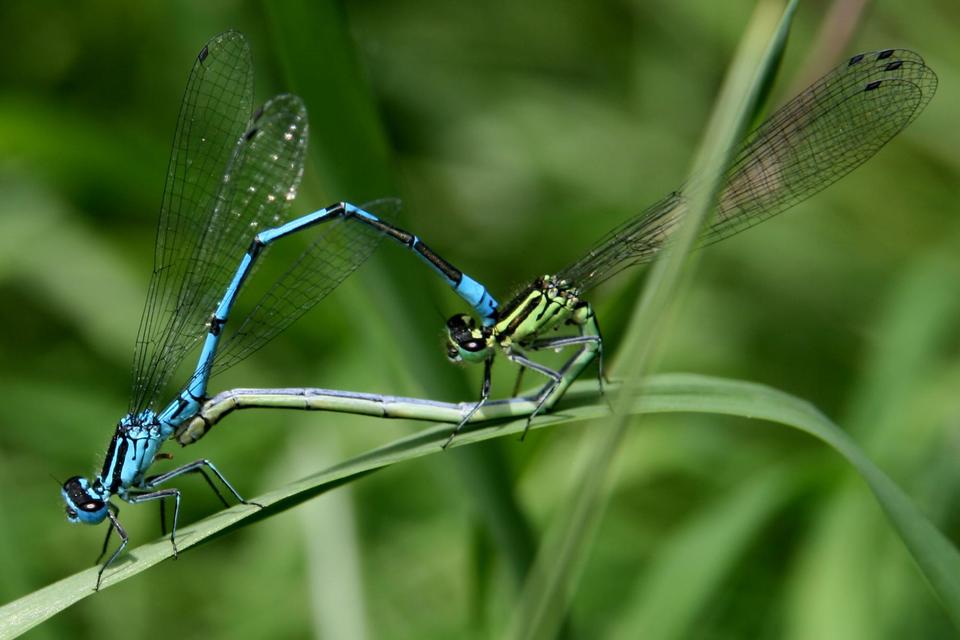 Coenagrion puella - azúrkék légivadász