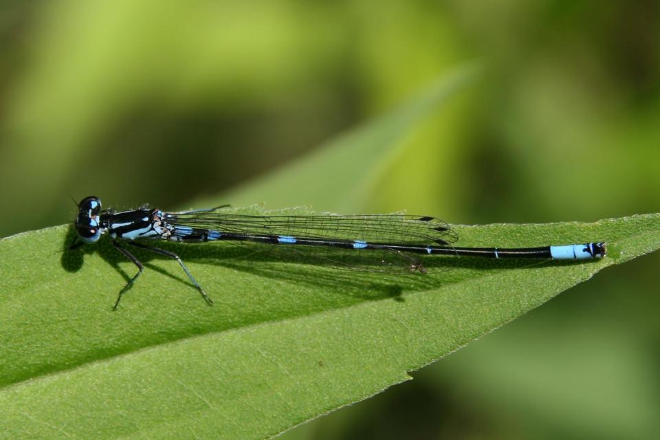 Coenagrion pulchellum - karcsú légivadász