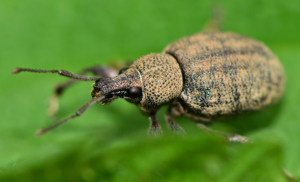 Otiorhynchus ligustici - vincellér-gyalogormányos
