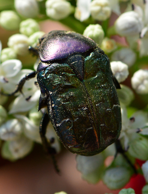 Cetonia aurata - aranyos virágbogár