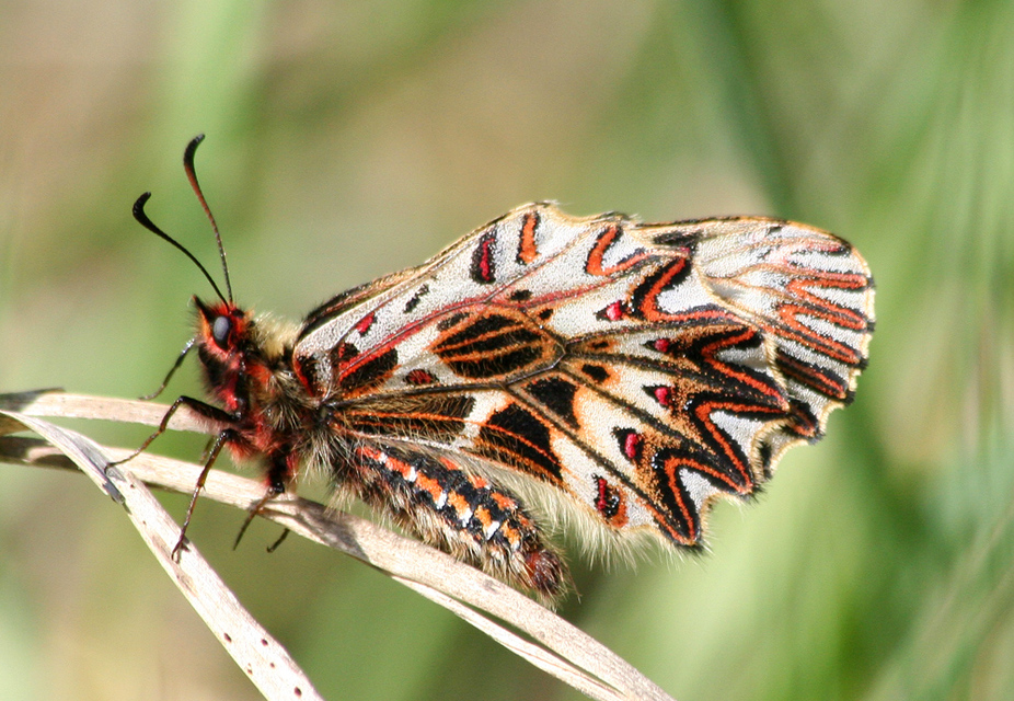 Zerynthia polyxena - farkasalmalepke