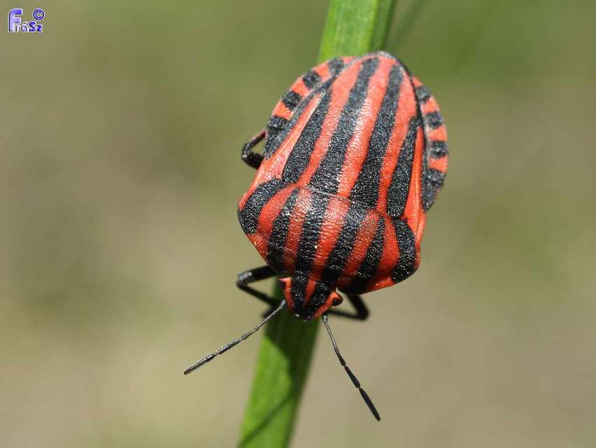 Graphosoma italicum - csíkos pajzsospoloska