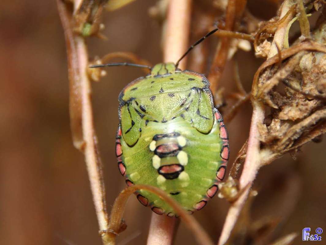 zöld vándorpoloska (Nezara viridula) lárva