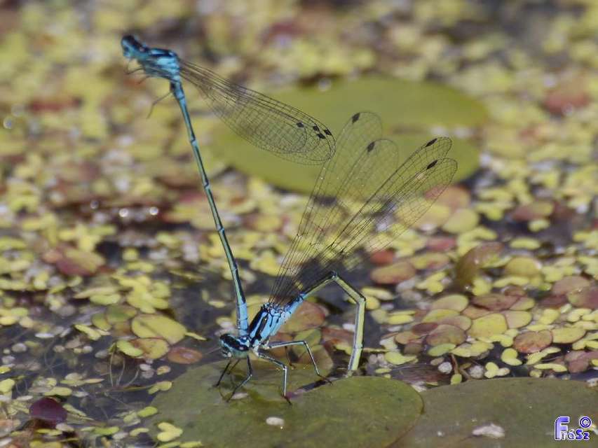 Coenagrion pulchellum - karcsú légivadász