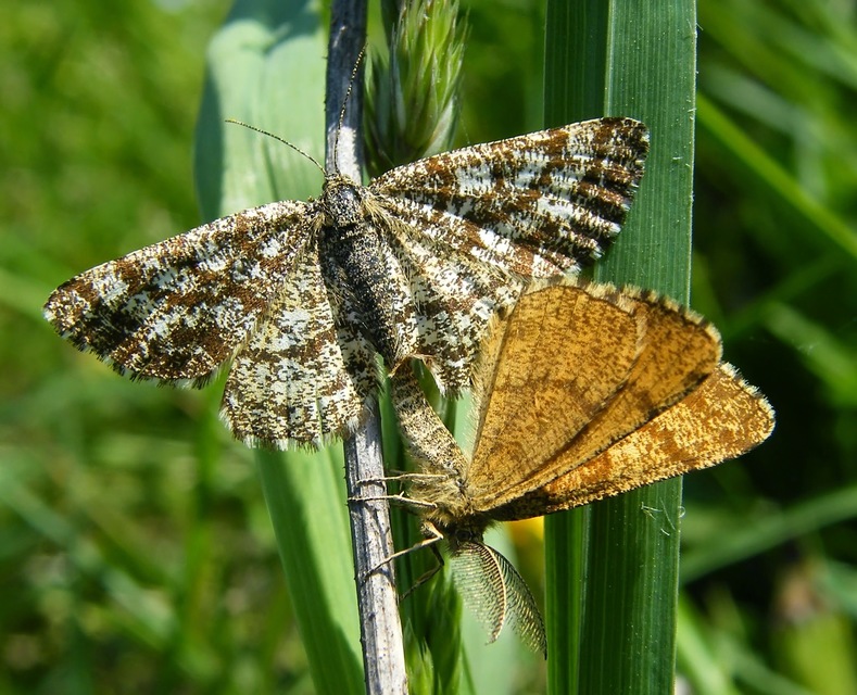 Ematurga atomaria - barna rétiaraszoló