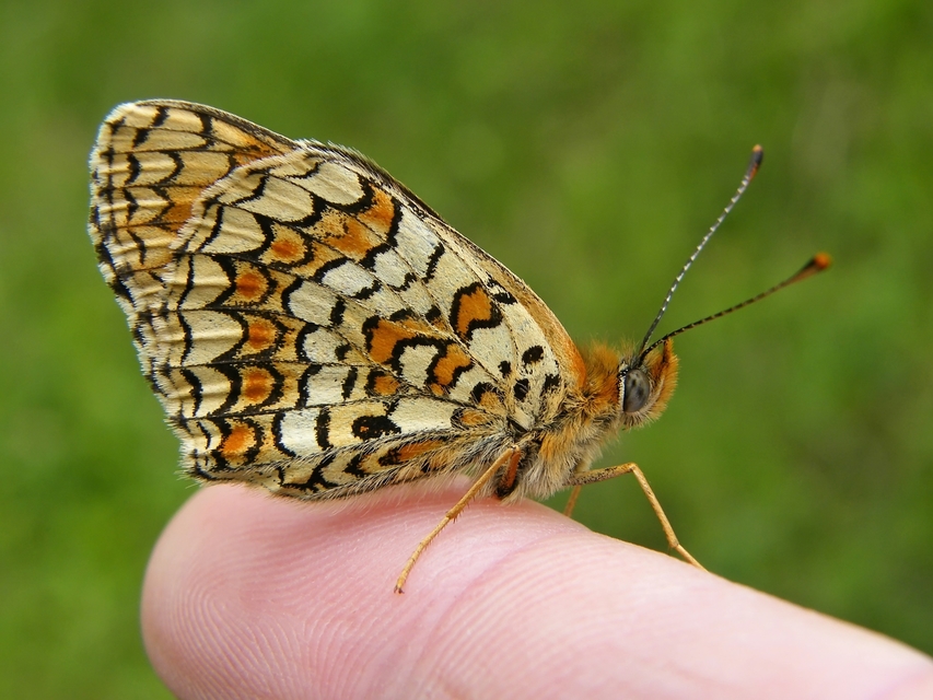 Melitaea phoebe - nagy tarkalepke