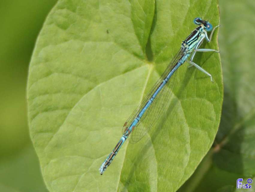 Platycnemis pennipes - széleslábú szitakötő