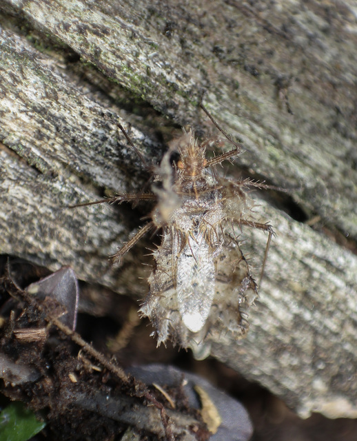Phyllomorpha laciniata - lándzsás karimáspoloska