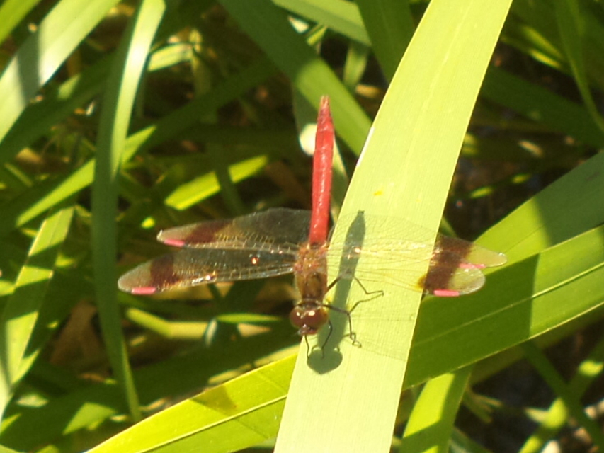 Sympetrum pedemontanum - szalagos katona-szitakötő