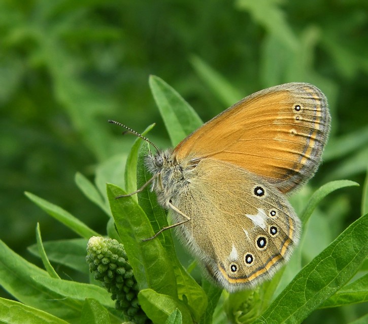 Coenonympha glycerion - közönséges szénalepke