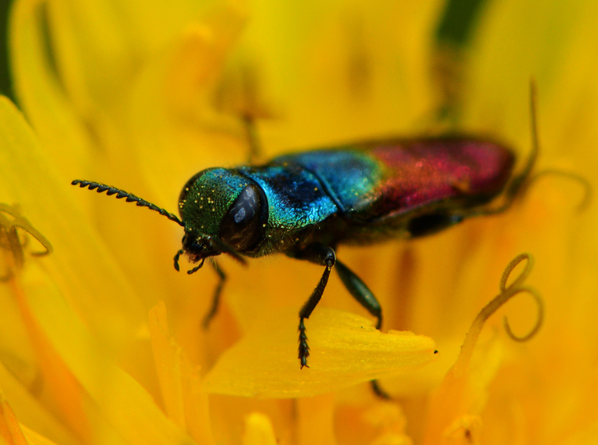 Anthaxia salicis - bíboros virágdíszbogár