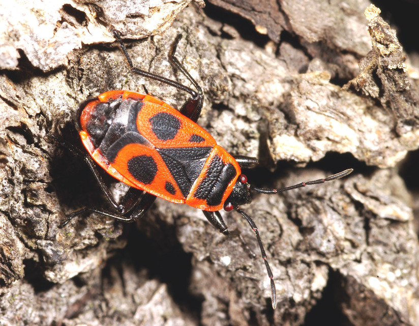 Pyrrhocoris apterus - verőköltő poloska