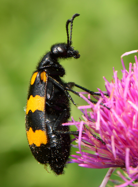 Mylabris variabilis - szalagos hólyaghúzó Mylabris variabilis - szalagos hólyaghúzó