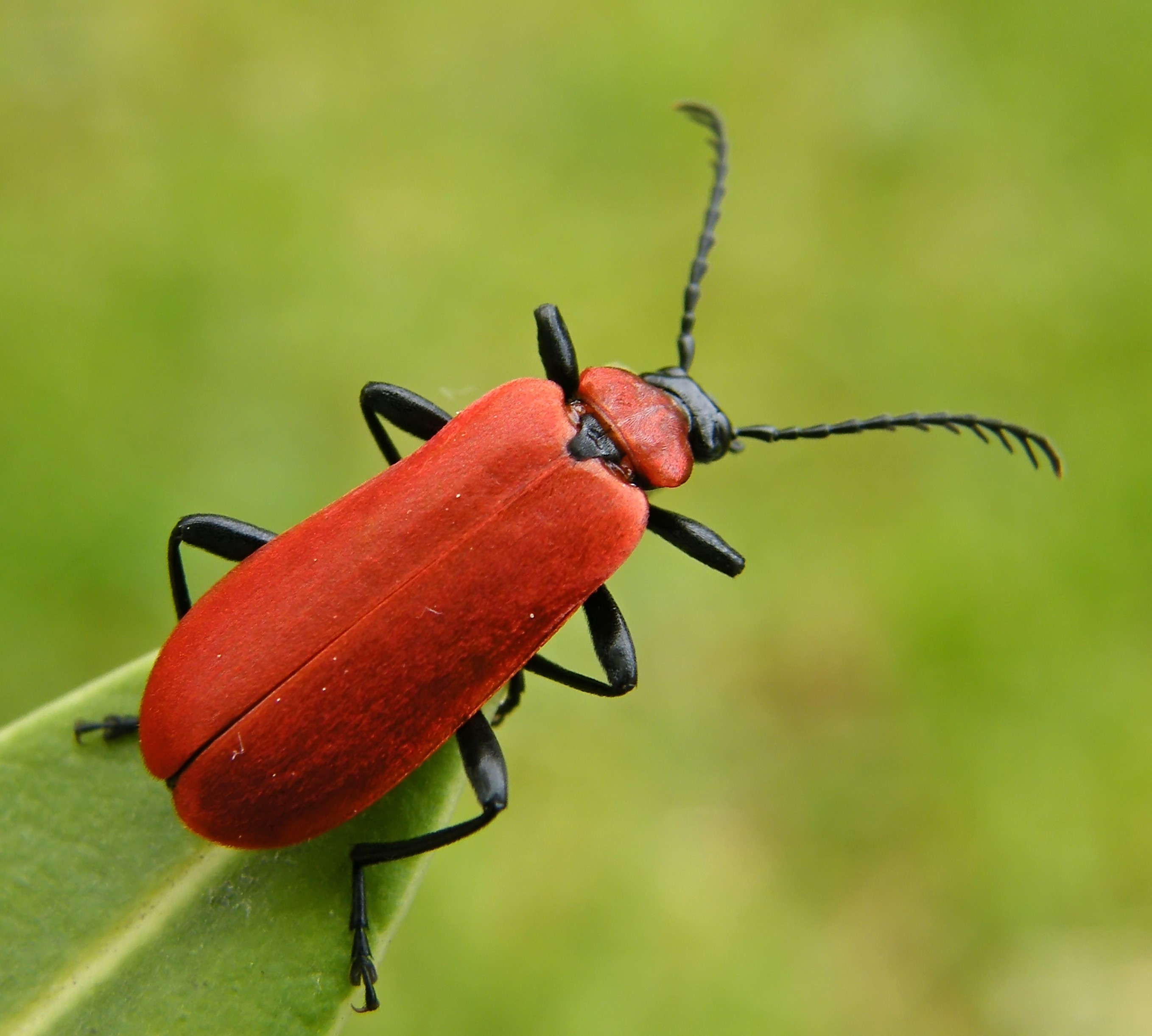Pyrochroa coccinea - nagy bíborbogár