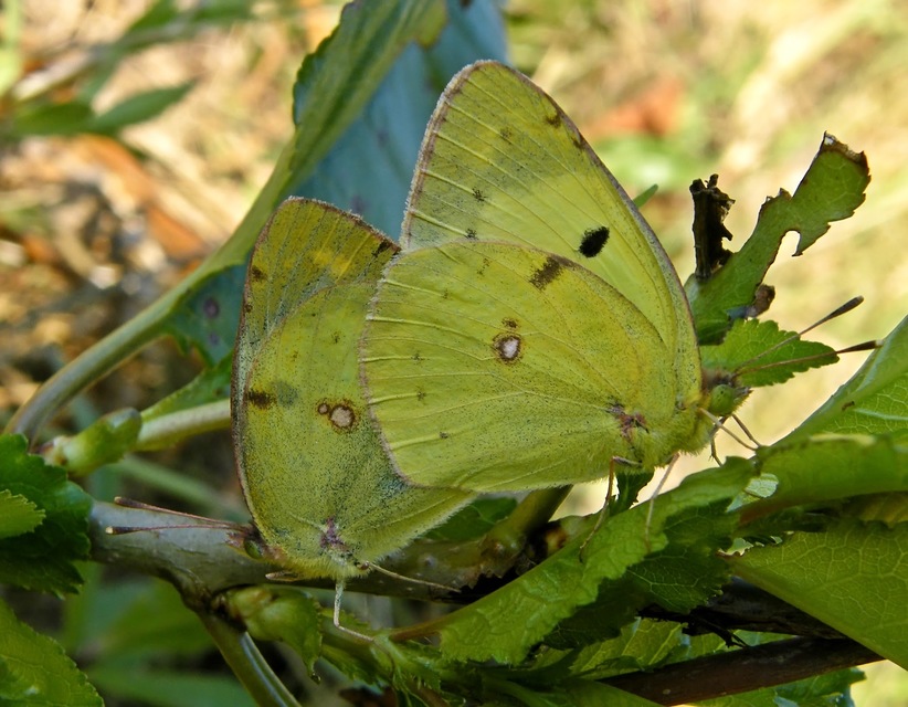 Colias erate - csángó-kéneslepke