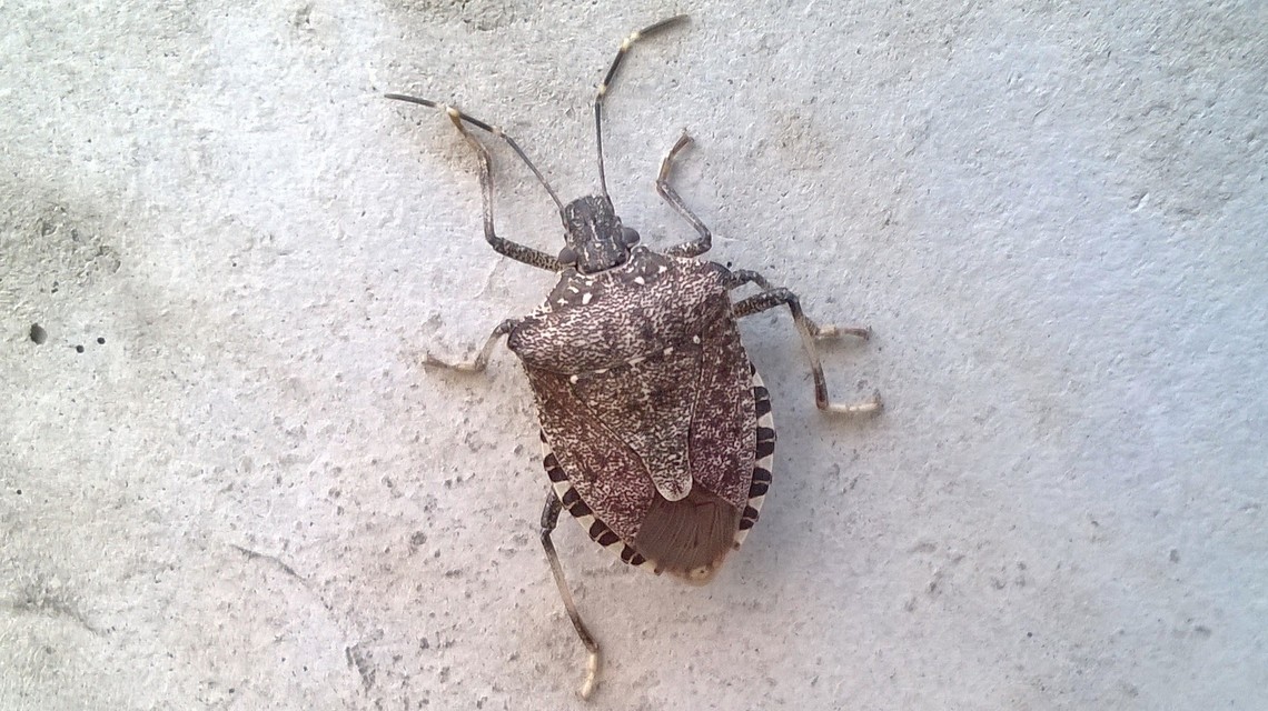 halyomorpha halys - Halyomorpha halys