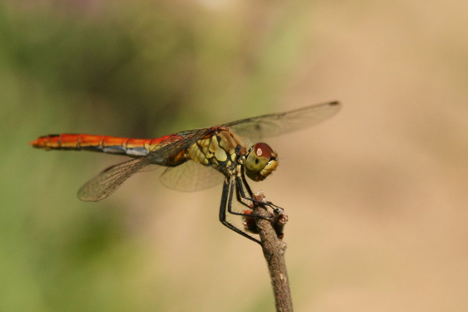 Sympetrum sanguineum - vörös katona-szitakötő