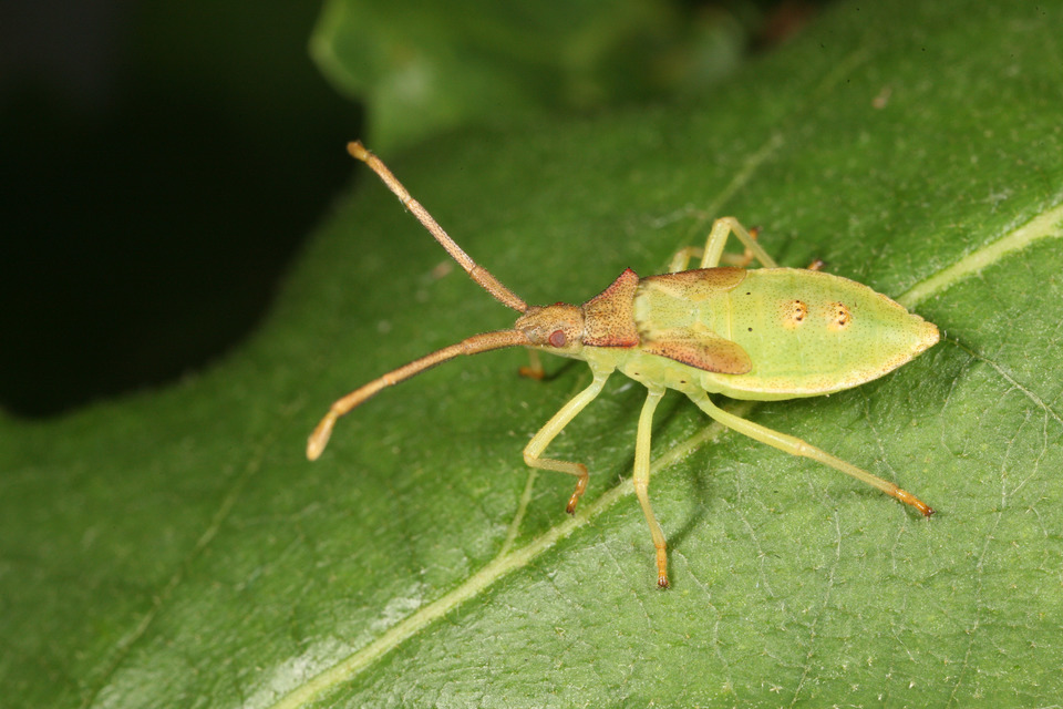 Gonocerus acuteangulatus - aranypetés karimáspoloska