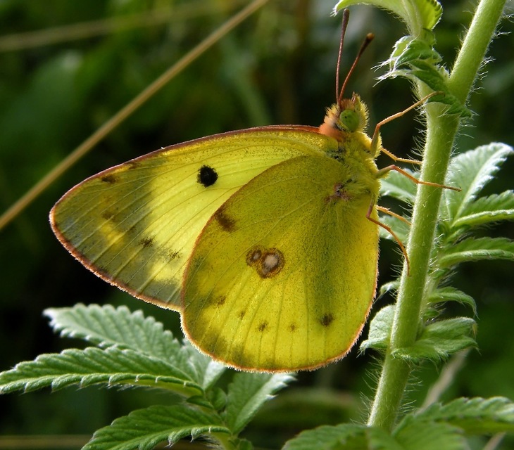 Colias erate - csángó-kéneslepke