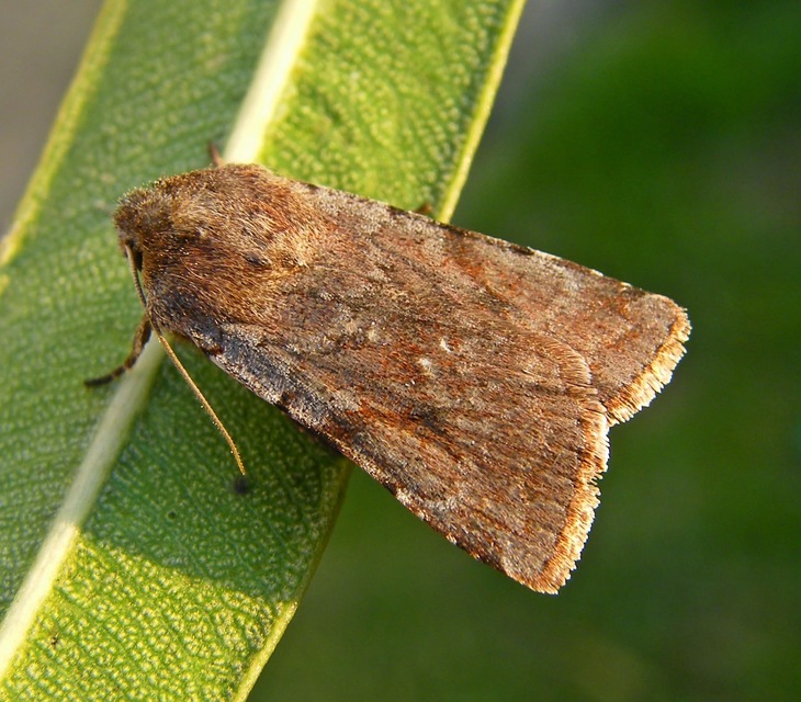 Cerastis rubricosa - vörhenyes tavaszibagoly