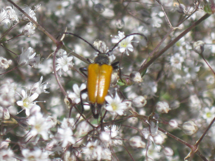 Stictoleptura fulva - vörhenyes virágcincér