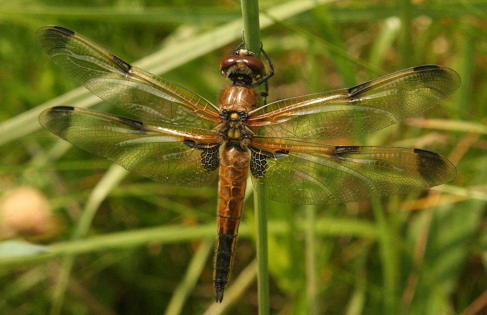 Libellula quadrimaculata - négyfoltos laposacsa