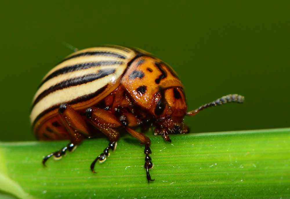 Leptinotarsa decemlineata - burgonyabogár