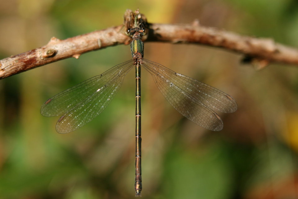 Chalcolestes viridis/parvidens