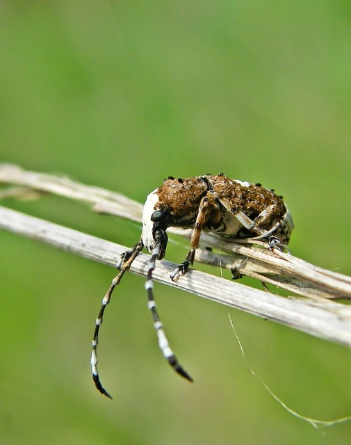 Platystomos albinus - nagybajuszú orrosbogár