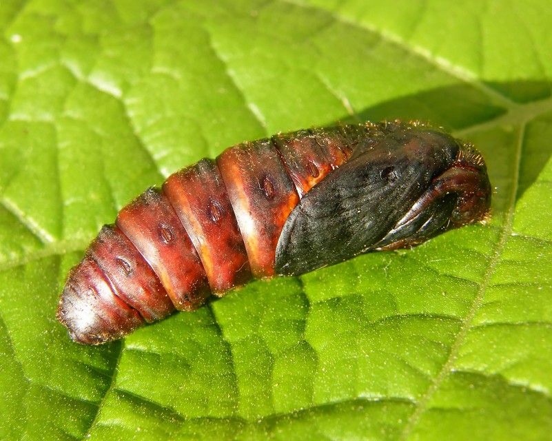 Gastropacha quercifolia - tölgylevélpohók