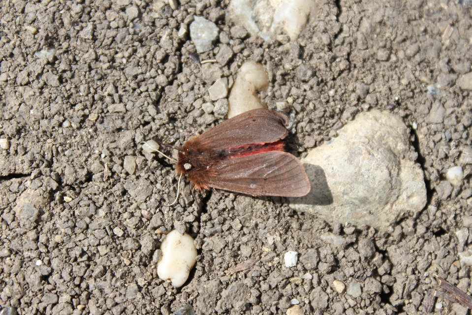 Phragmatobia fuliginosa - füstös medvelepke