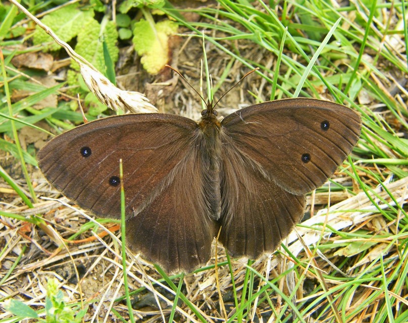 Minois dryas - fekete szemeslepke