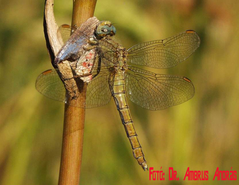 Orthetrum coerulescens - karcsú pásztorszitakötő