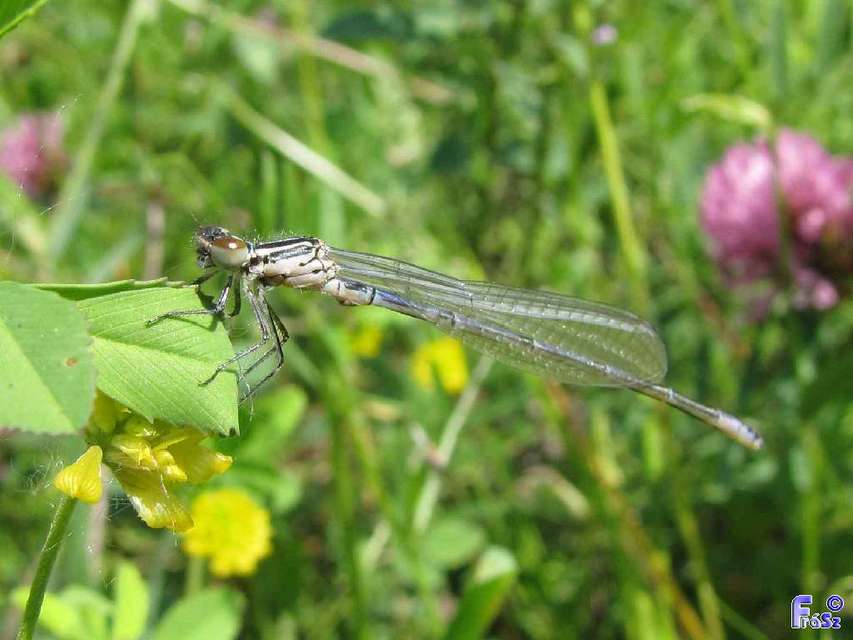 Coenagrion puella - azúrkék légivadász