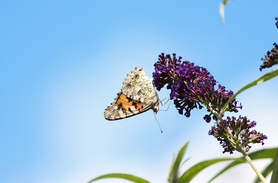Vanessa cardui - bogáncslepke