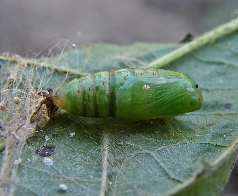 Selenia lunularia - egyfoltos holdasaraszoló